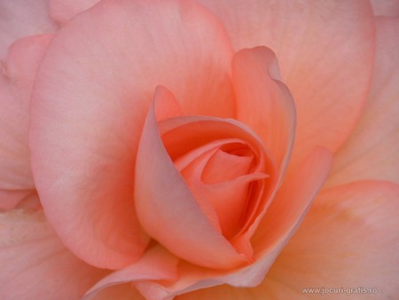 Rose - nature, roses