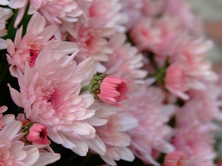 Pink flower - flowers, nature