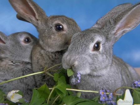 Grey hares - rodents, animals