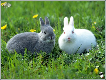 Hares - animals, hares