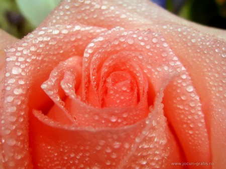 Rose - nature, flowers