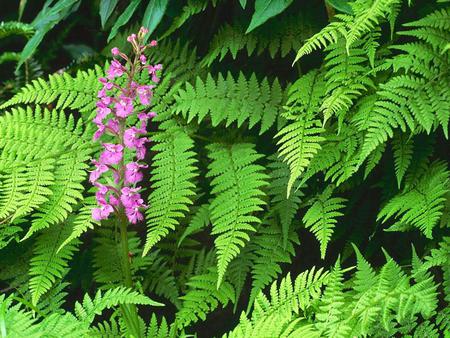 Ferns - flower, ferns, nature