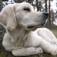 Relaxing in the woods