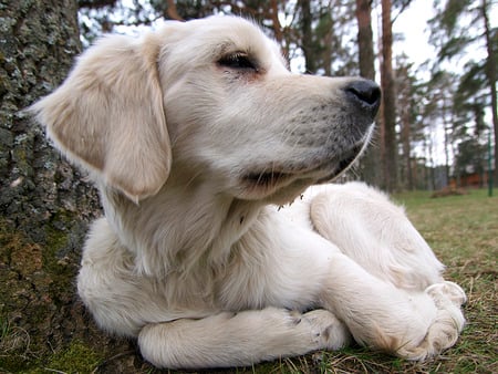 Relaxing in the woods - wood, relaxing, golden retriever, dog, tree