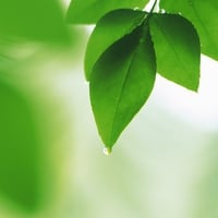 Green leaves