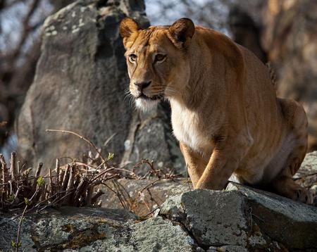 Lioness - animal, lioness, cat