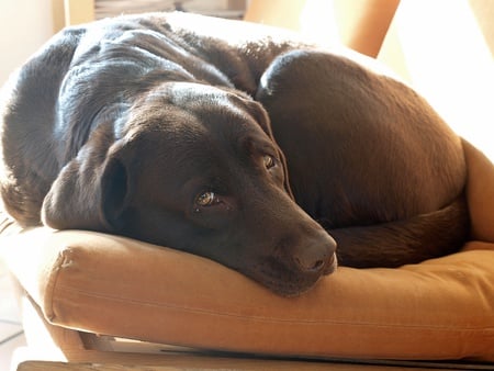 Big eye Birka - labrador, birka, dog, eyes, sunny