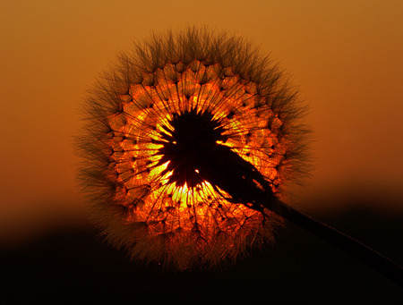 Dandelion Head - flower, dandelion, nature, sunset