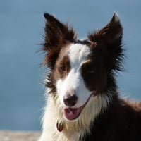 Tess the Border Collie