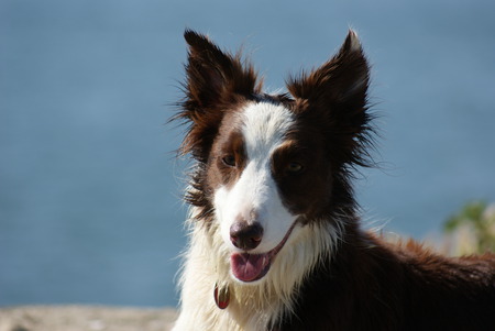 Tess the Border Collie - dog, boder collie, collie