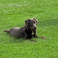 Lab in grass