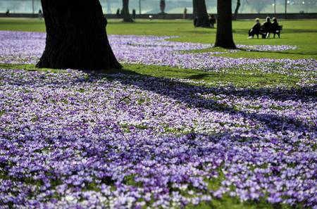 Carpet of crocuses - flowers, nature, purple, crocuses