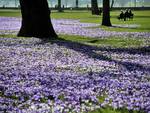 Carpet of crocuses