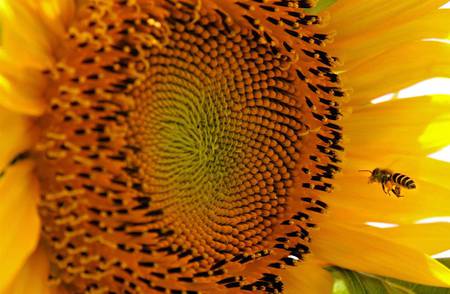 Flowery attraction - flowers, bee, sunflower, nature