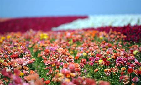 Giant Tecolote Ranunculus - flowers, spring, nature