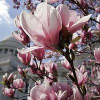 saucer magnolia tree blooms