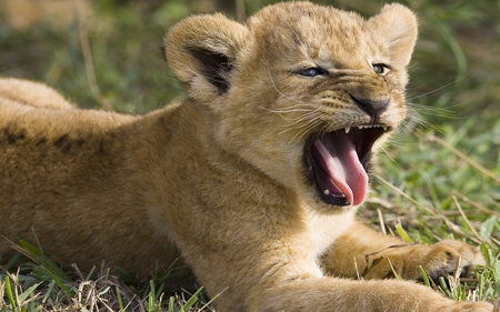 Cute lion cub - mouth, yawns, lion cub, cute, grass, teeth, tongue