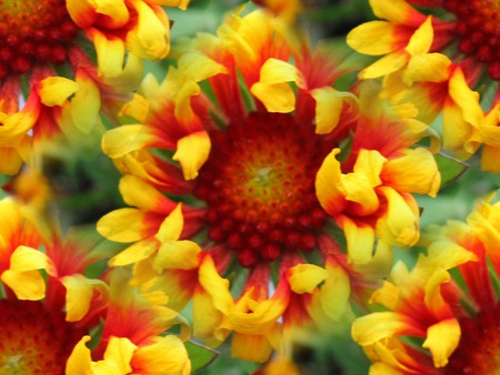 FLOWER - orange, yellow, flower