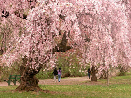 NEWARK CHERRY BLOSSOMS - tree, cherry, blossoms, newark