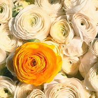 Yellow White rose