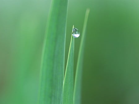 Dewdrop on tip of grass blades - nature, dewdrops, blades, green, grass, drops