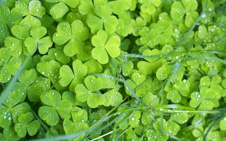 Shamrock - green, dew, grass, shamrock, drops