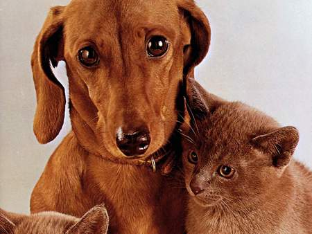 Dog and cat - dogs, animals