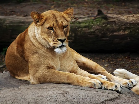 Lioness - cats, animals