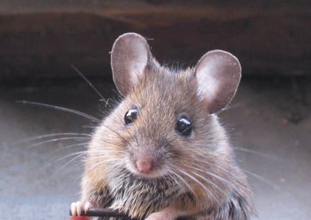 Mouse - rodents, mice, animals