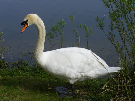 swan by river - white, sunny, swan, river