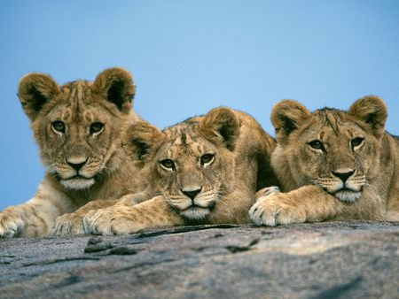 Sleepy Lion Cubs - lions, lion, lion pride, the pride, three, lion cubs, cubs, baby, cats, cute