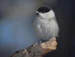 Parus montanus