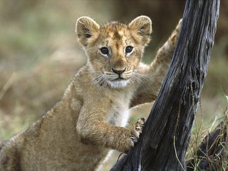 3 Month Old Lion Cub - lion, baby, tree