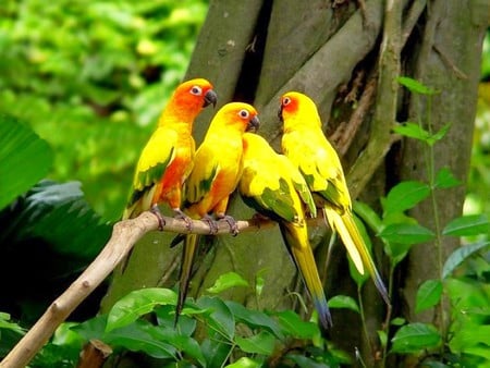 Beautiful Parrots - parrots, picture, cool, beautifu