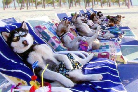 Dogs on Beach - dogs on beach, picture, cool