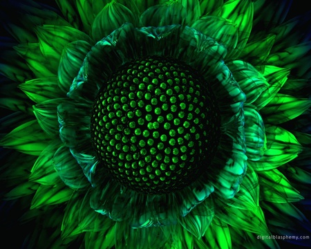 green sunflower . jpg - sunflower, green bloom, petals