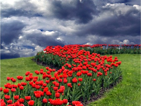 Red Flowers - picture, cool, red flowers