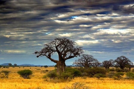 African Land - picture, cool, african land