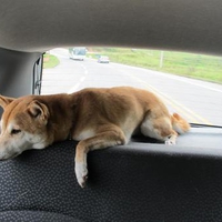 Bagged dog