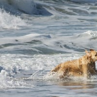 Ben escaping the waves