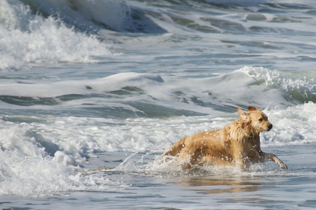 Ben escaping the waves - beach, golden retriever, dog, water, wet, wave