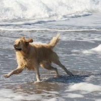 Ben running in the Surf on Baker Beach