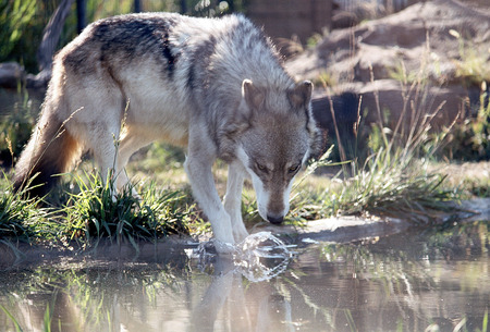 wolf gazing at water from SHORELINE - greyish, color, wolf, majestic