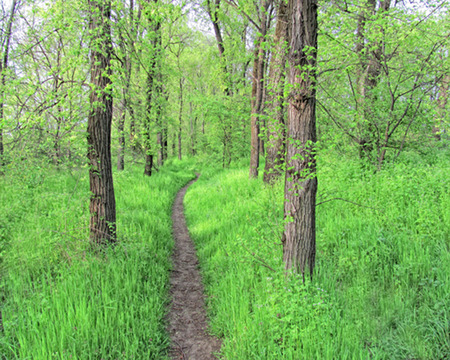 april in forest Lacu Sarat - green, tree, forest