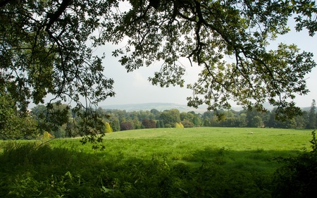 A FIELD OF GREEN GRASS - trees, beautiful, plus, green, grass, field, lush meadow