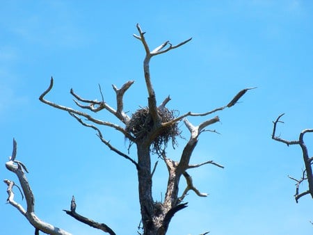 ~Osprey nest~Caladesi Island~ - nature, neat, nest, island, florida, tree, osprey, birds