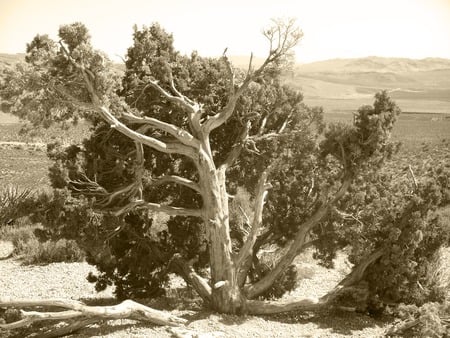 Juniper with sepia mask - nature, desert, tree, juniper