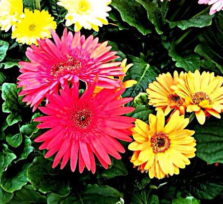 Bellagio Flowers - daisy, flowers, yellow, pink