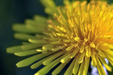 sun-Flower - flowers, nature, sunflower