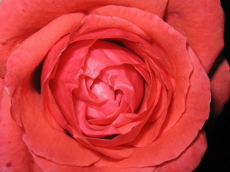 a closeup of a rose - gorgeous, beautiful, orangeish, rose, pinkish, closeup